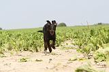 BEAUCERON - PUPPIES 018